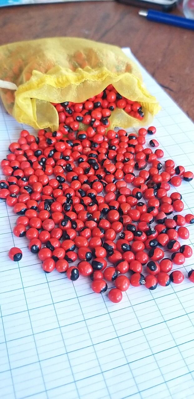 50 hạt cam thảo dây/ hạt chi chi/ hạt tương tư