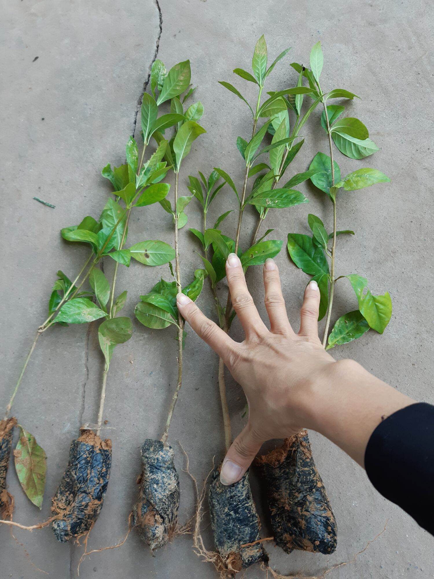 cây giống dành dành(cây bạch thiên hương)cao từ 35 tới 45cm
