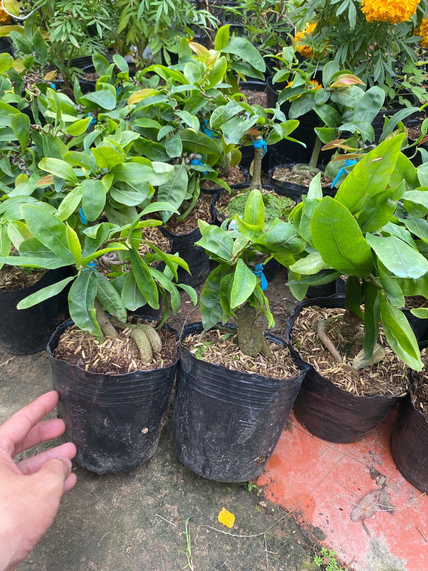 Combo 1 mai trắng , 1 mai tự quắn