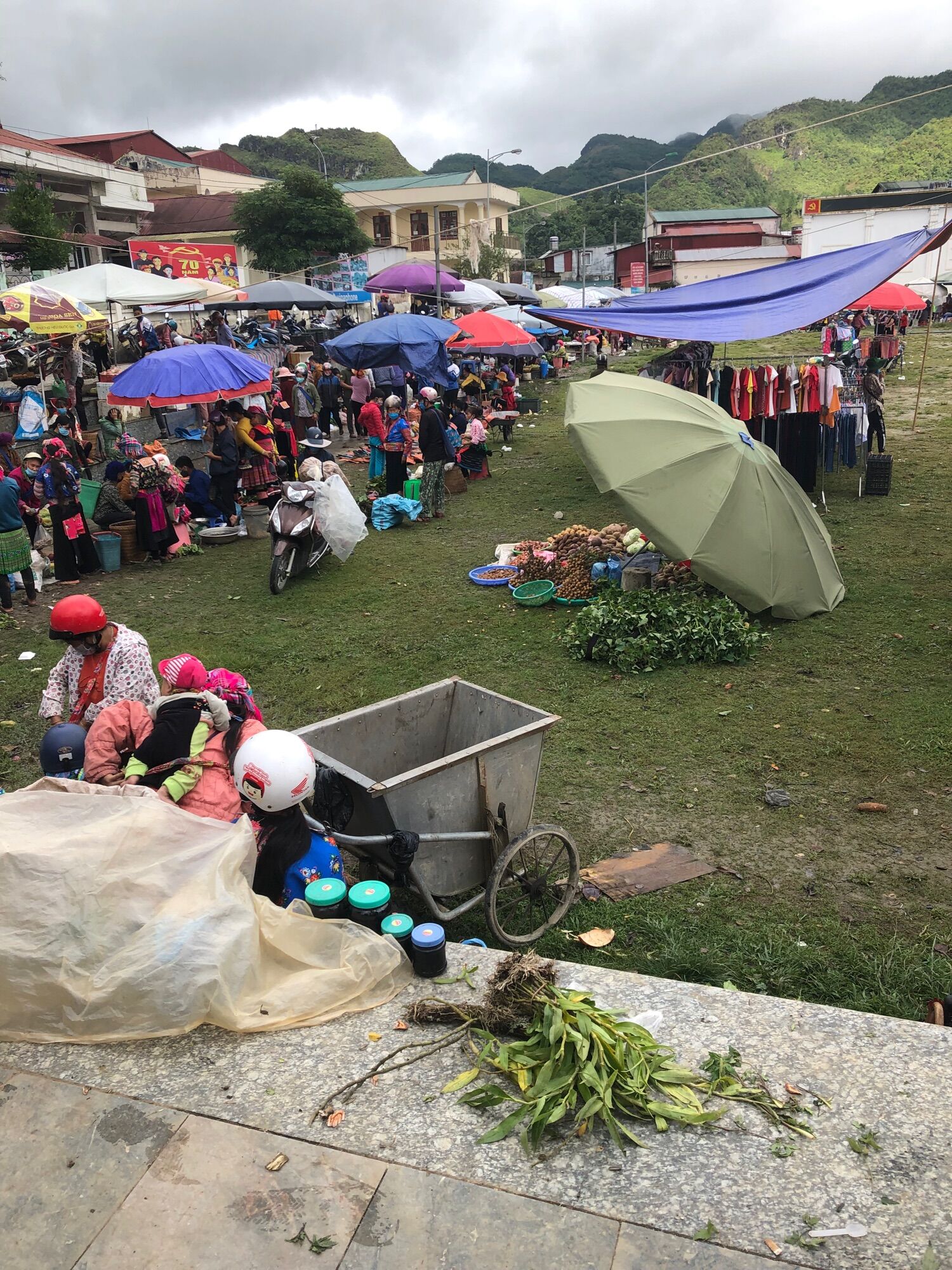 Sâm đương quy tươi Tây Bắc (150k/2kg)