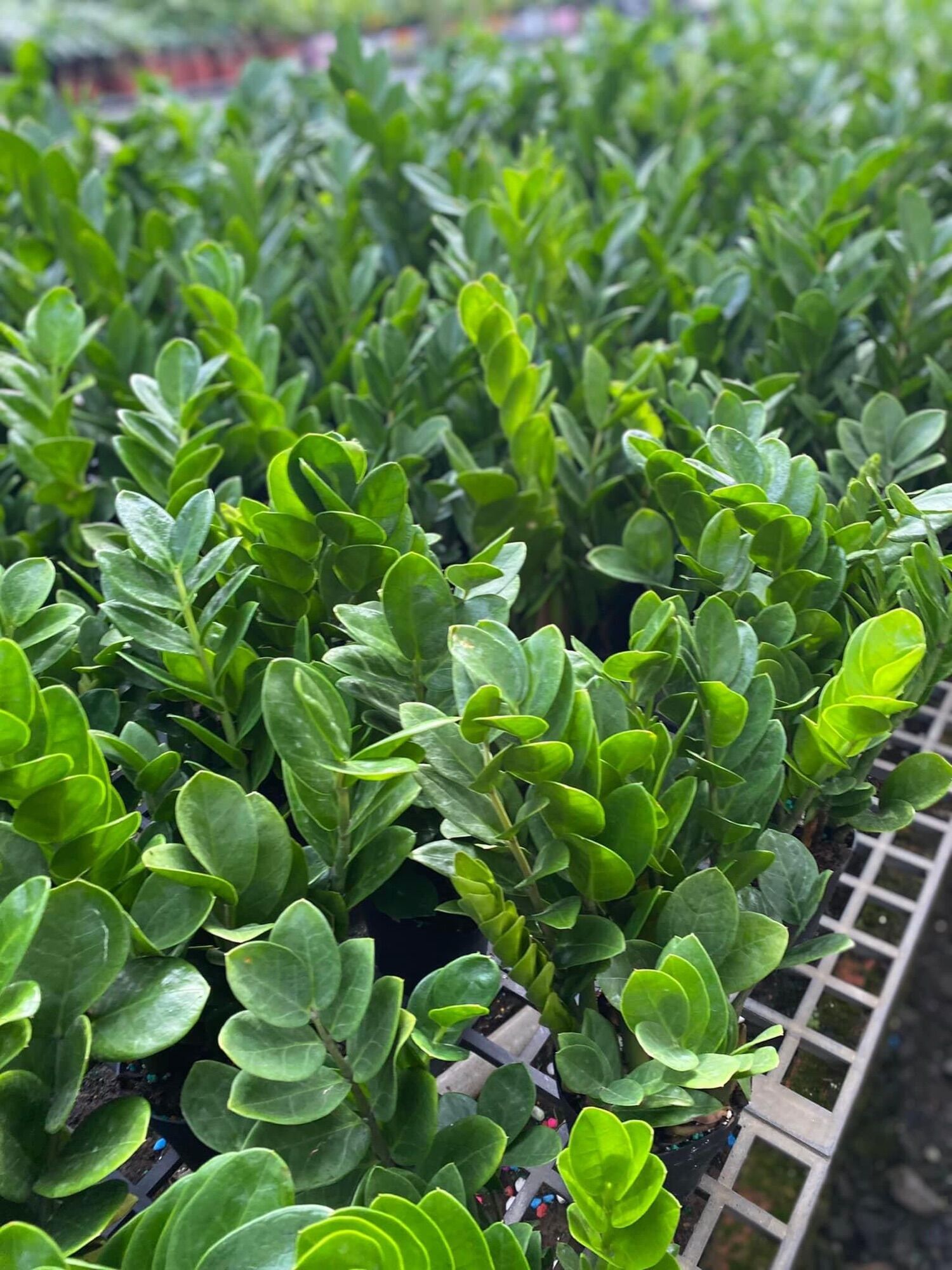 Chậu cây kim tiền