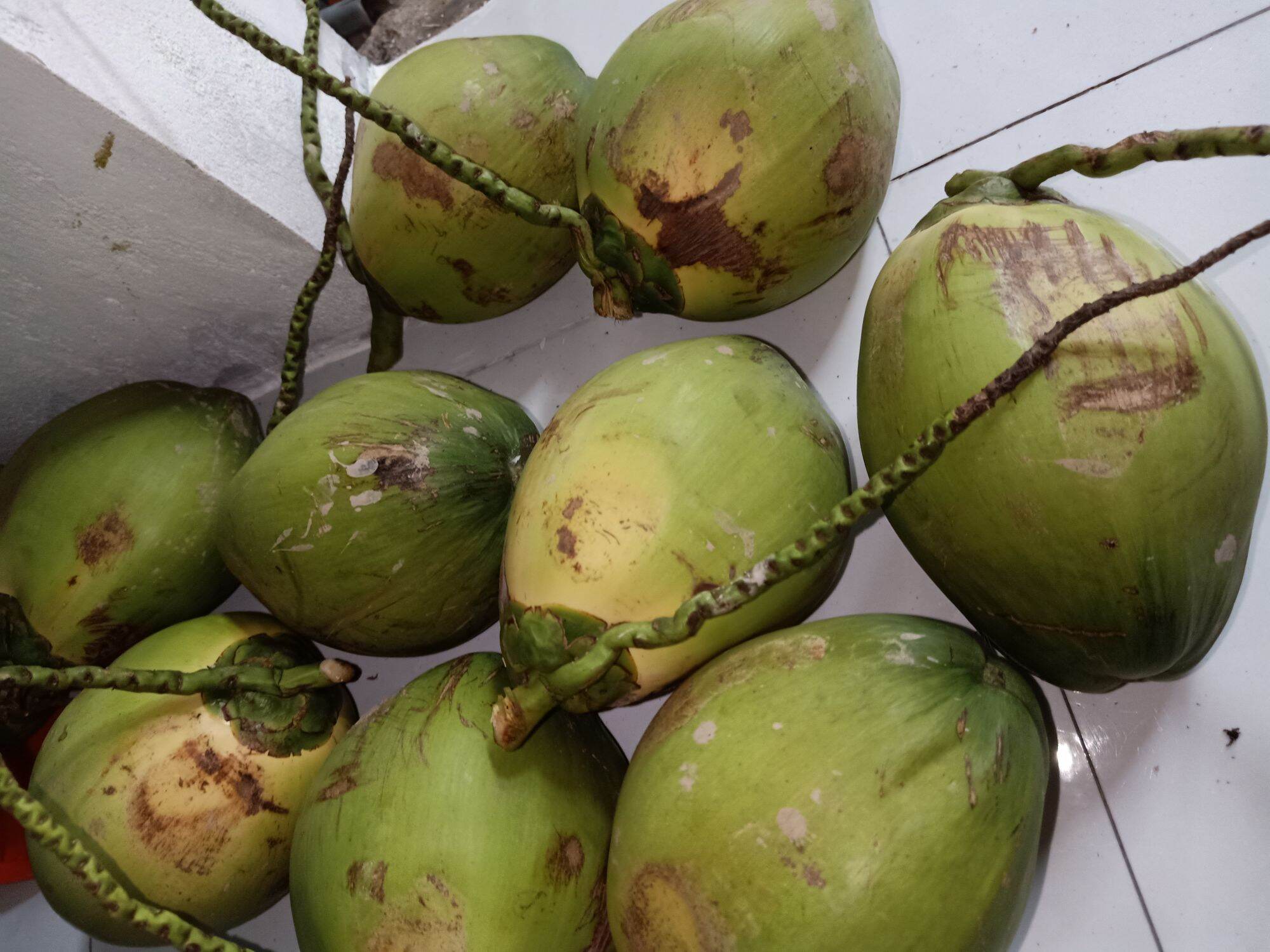 1-Trái dừa xiêm tươi Bến Tre
