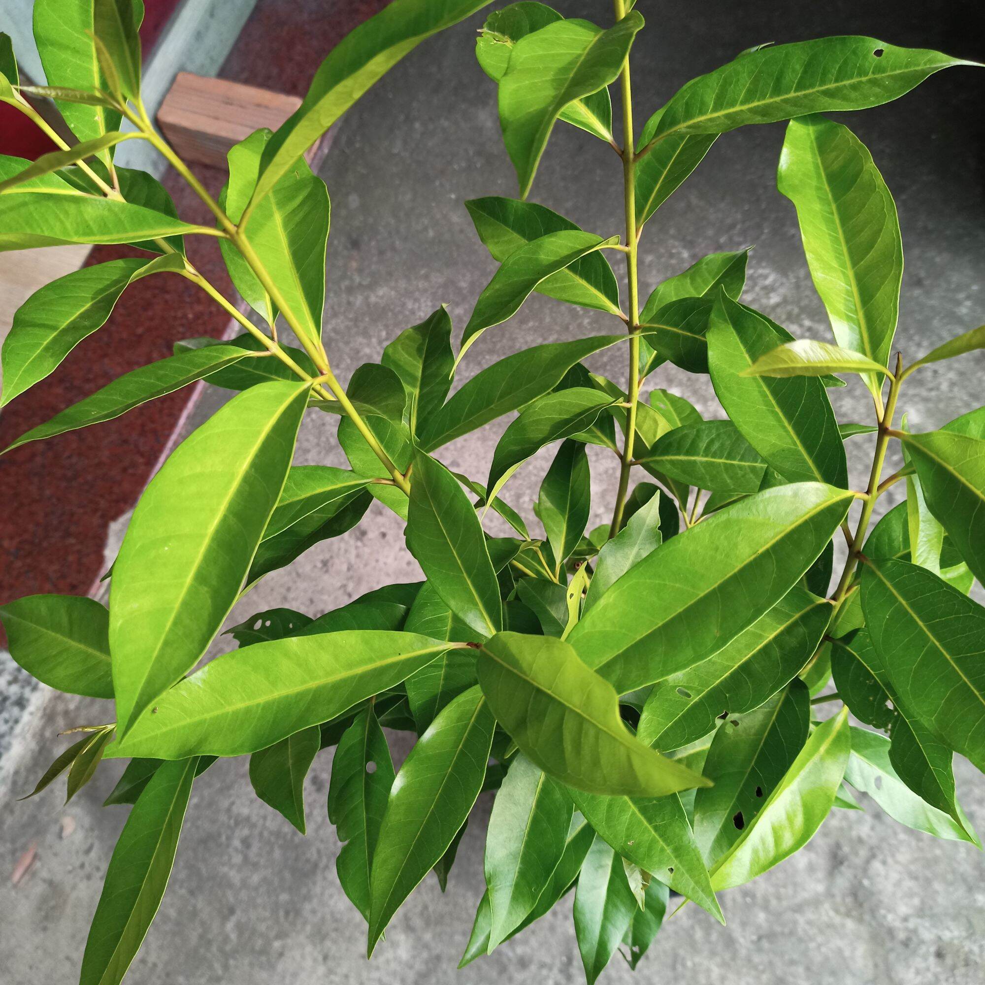 Cây lá vối nếp cao 45-60cm