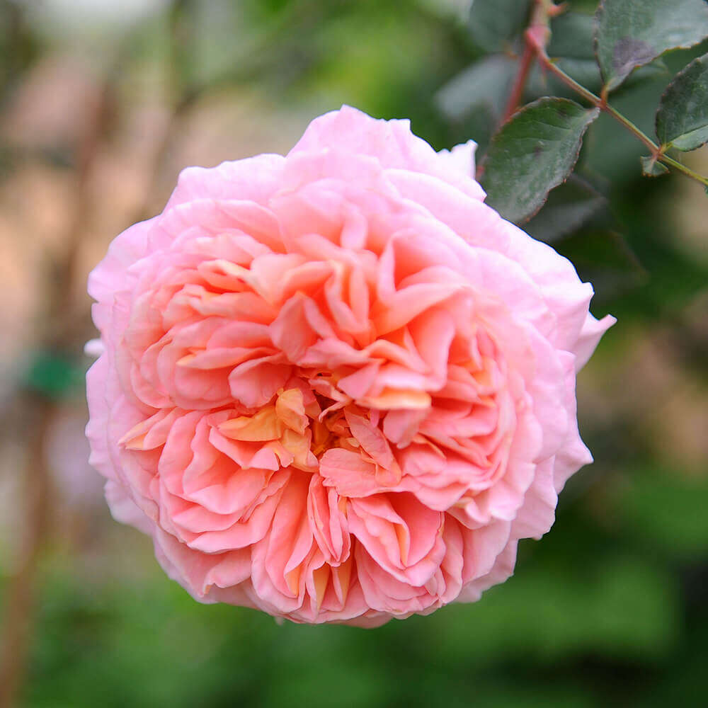 Hoa hồng Abraham darby cao từ 40cm