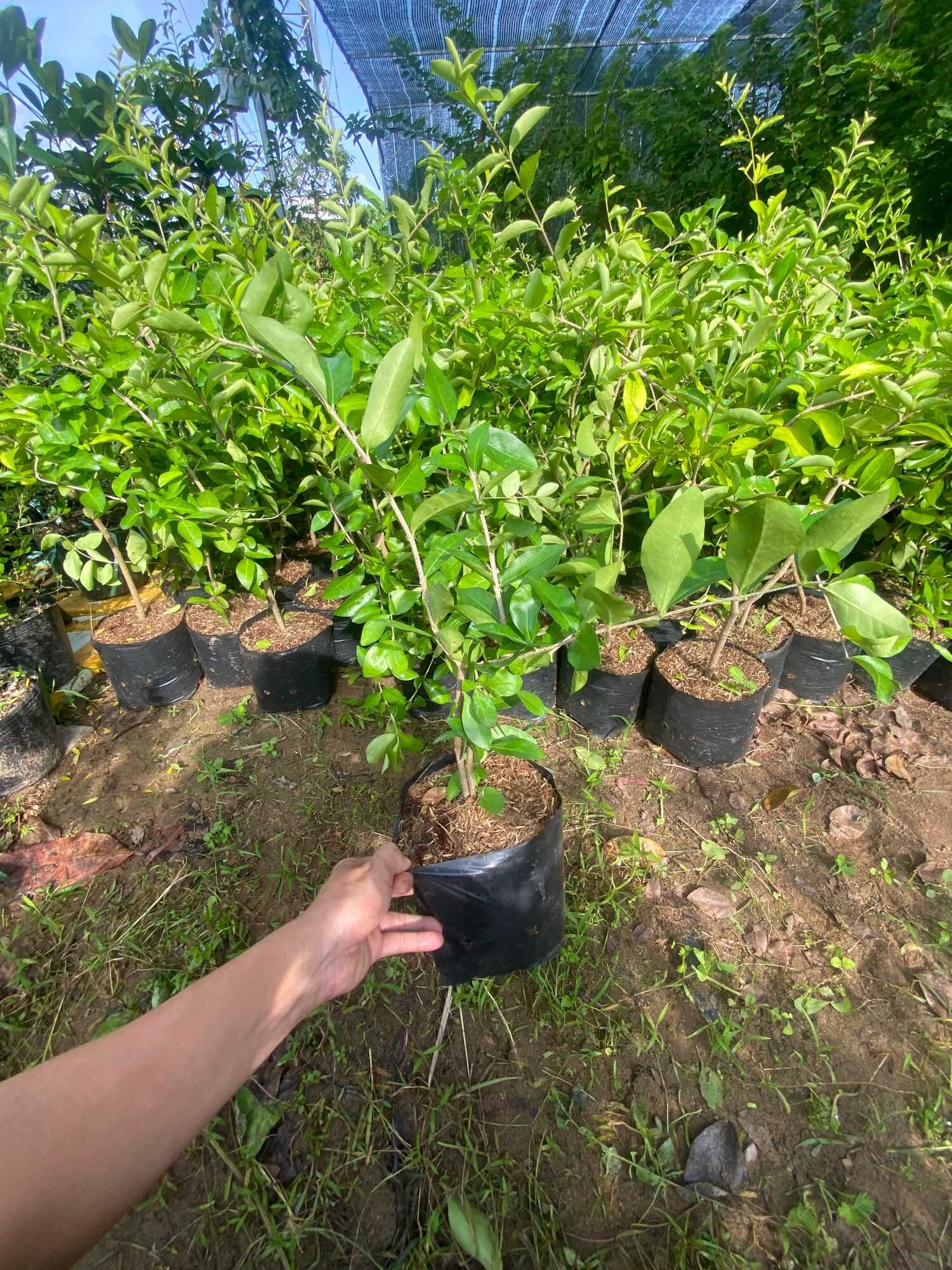 Cây Sơri giống , bầu lớn ( lô cây cở như hình )