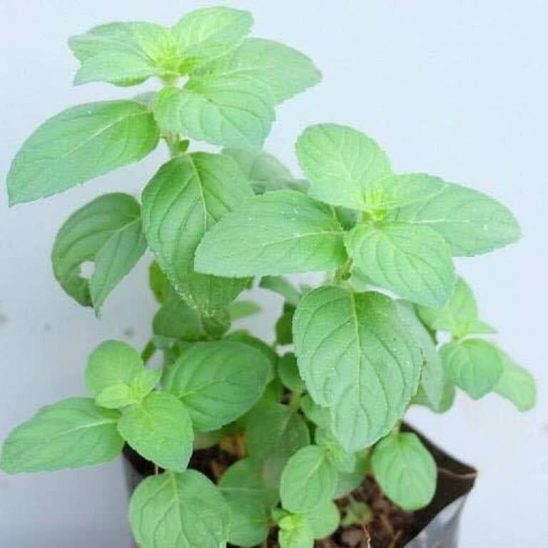 Bạc hà nhật bầu giống