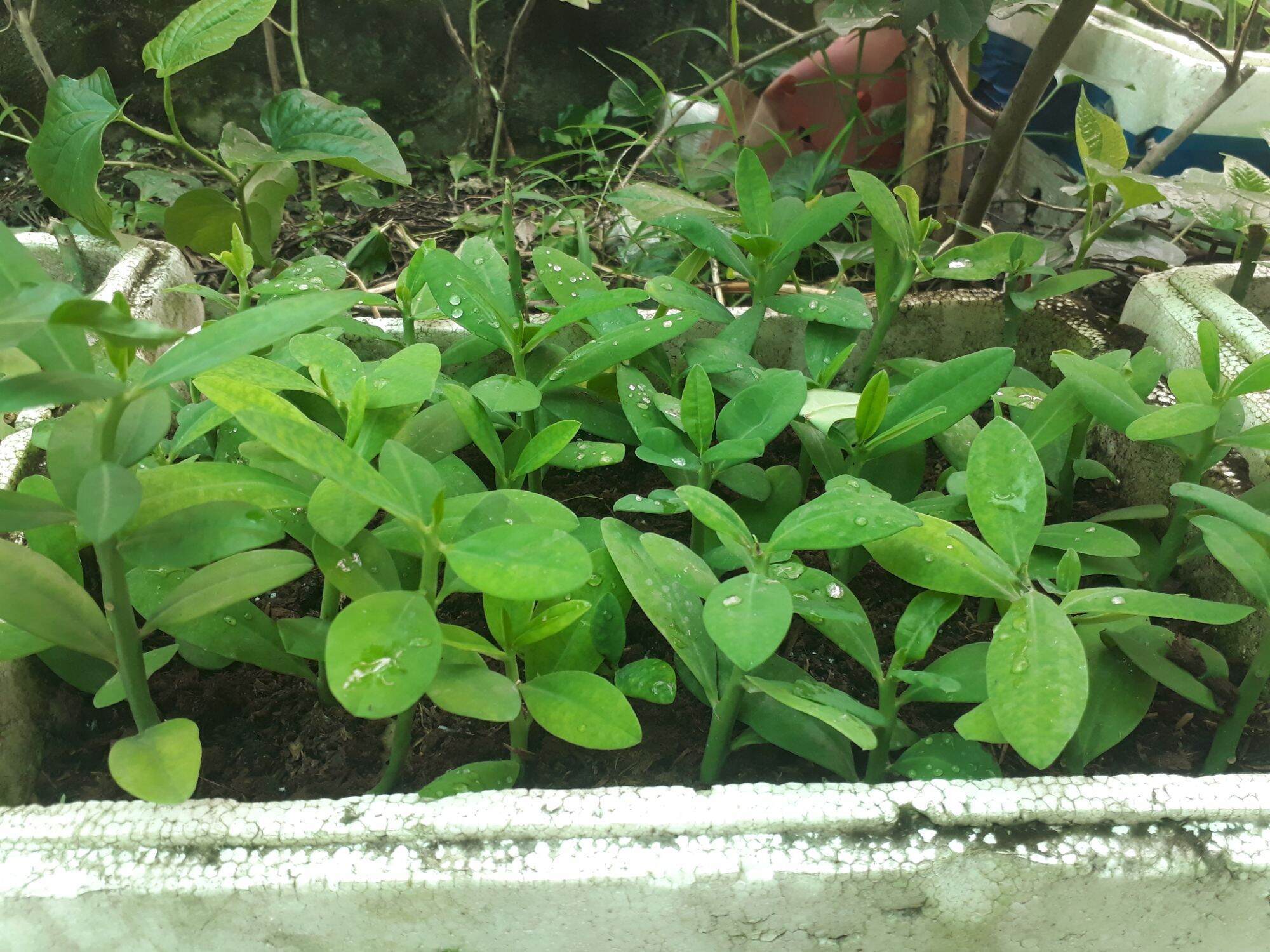combo 6 cây thạch anh giống