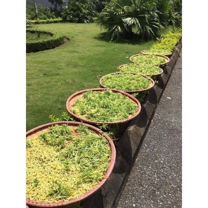 Nụ hoa đu đủ đực 500gr