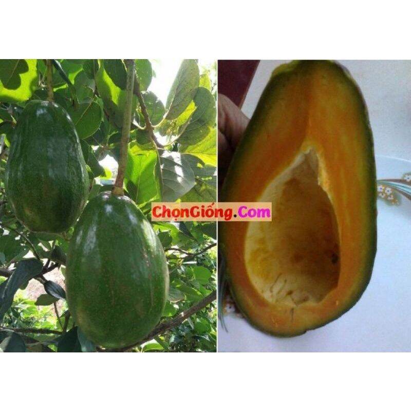 Cây giống bơ ruột đỏ ghép siêu sớm
