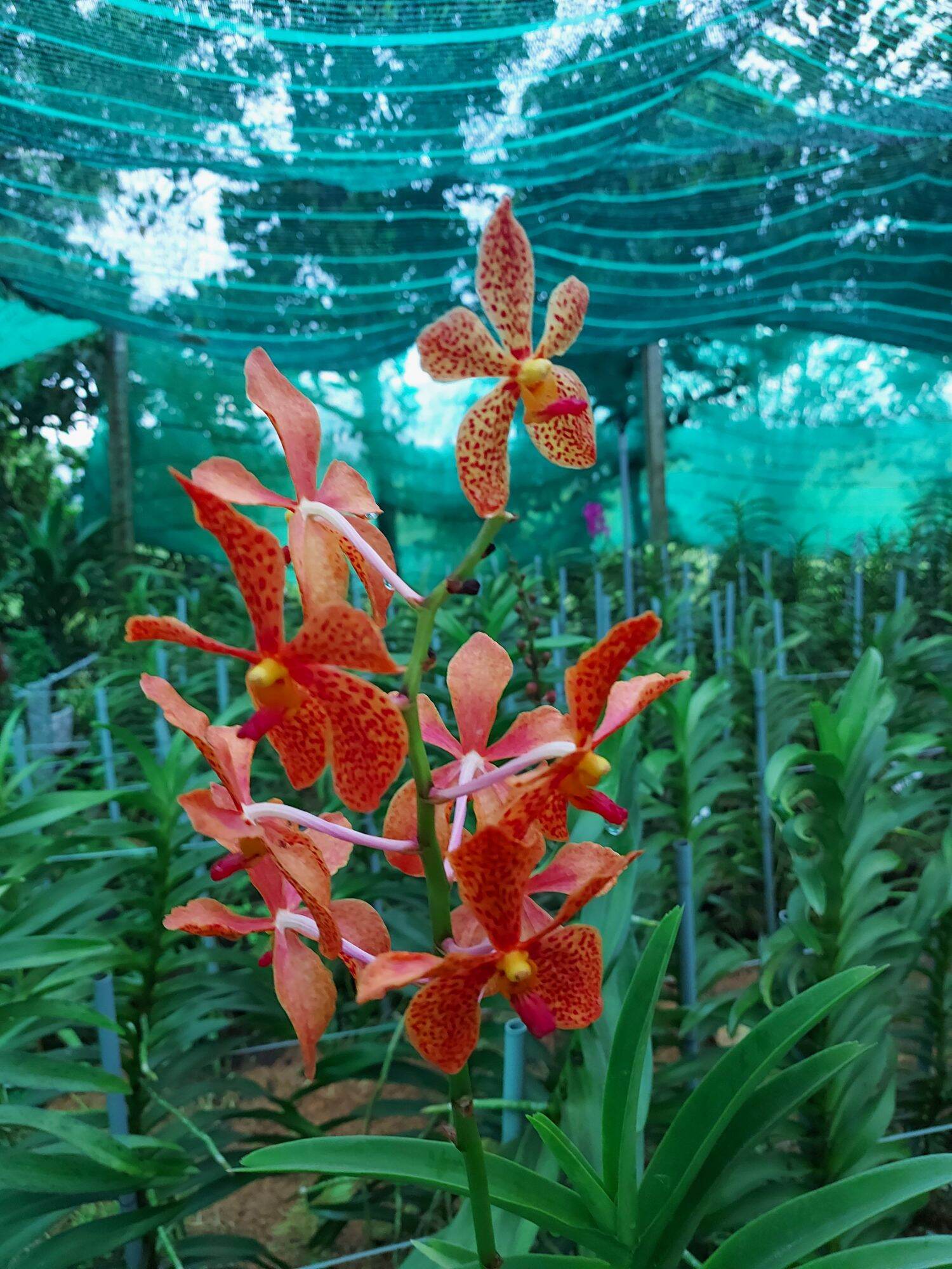 Combo 4 cây mokara 4 màu cao lớn 60cm
