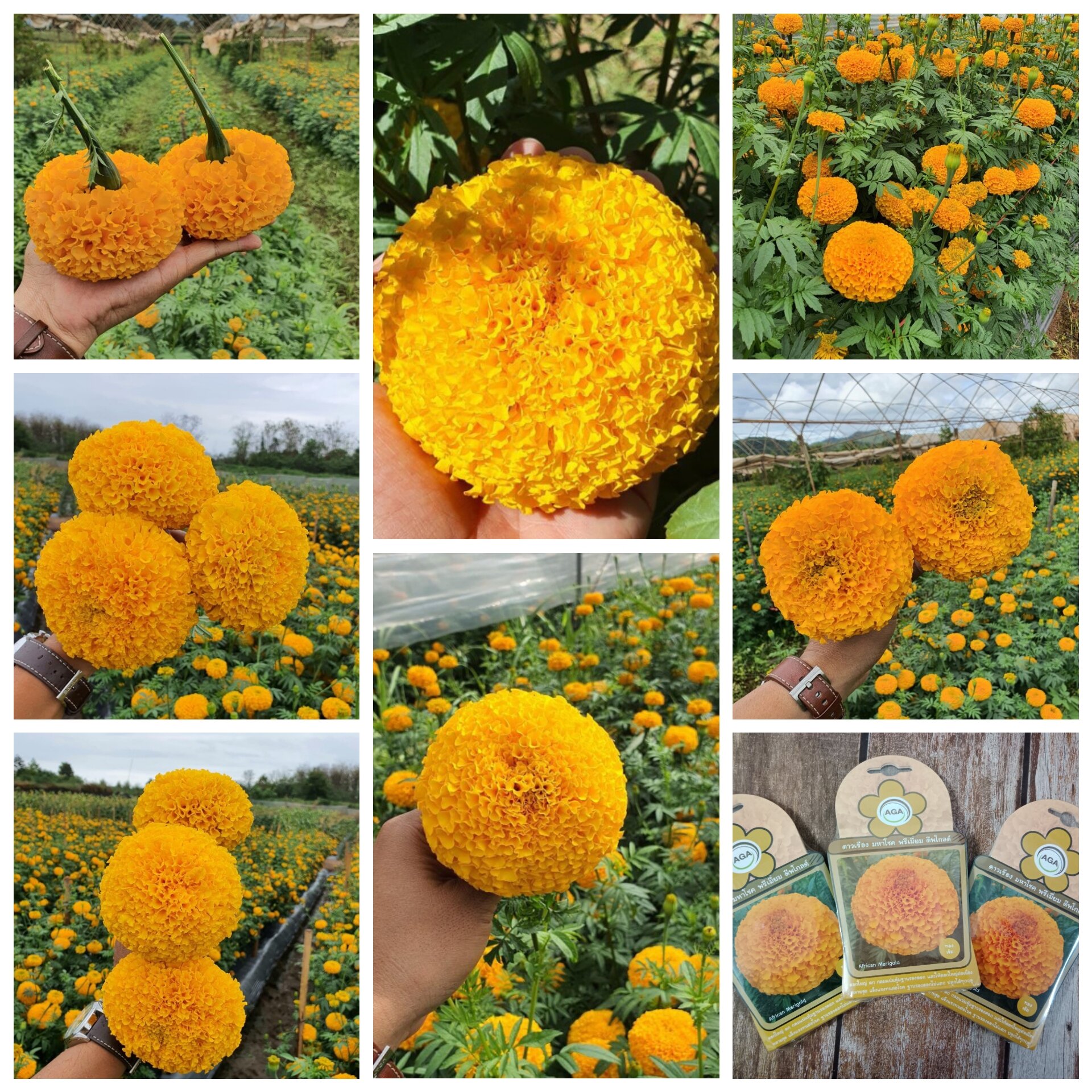 Hạt giống cúc vạn thọ F1 cao