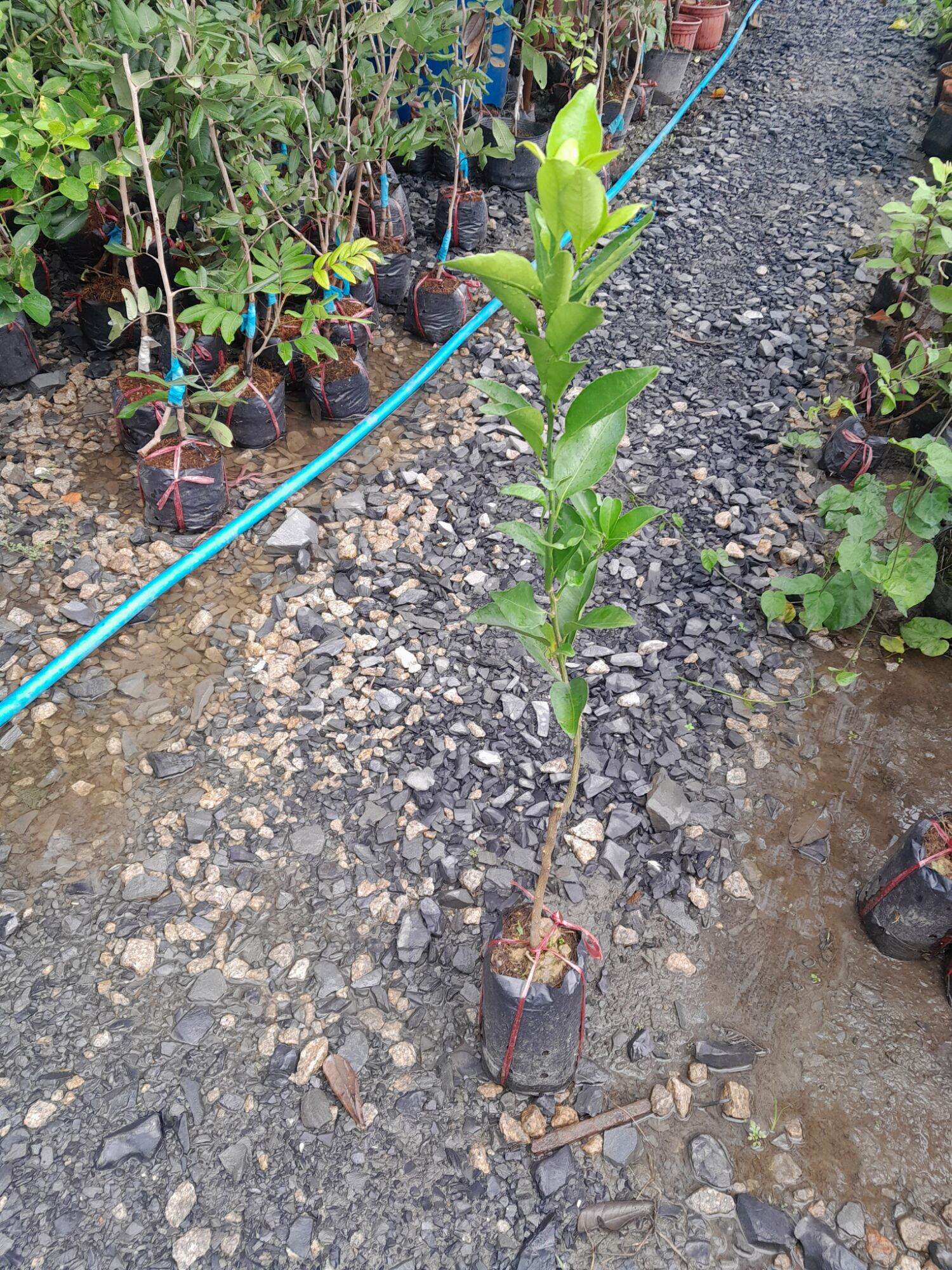 Quy Duong Seedling Tree
