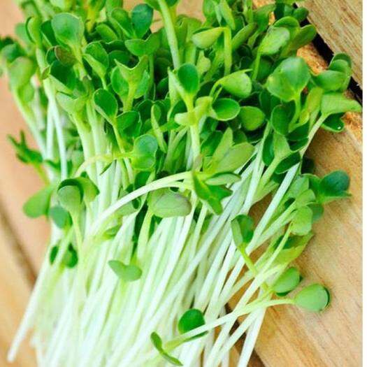 Hạt giống rau mầm cải bẹ xanh