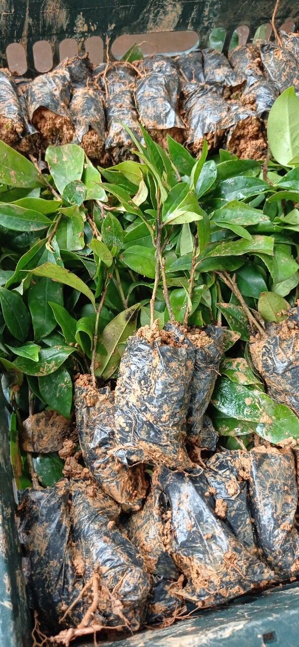 cây giống lan tiêu chuẩn ảnh