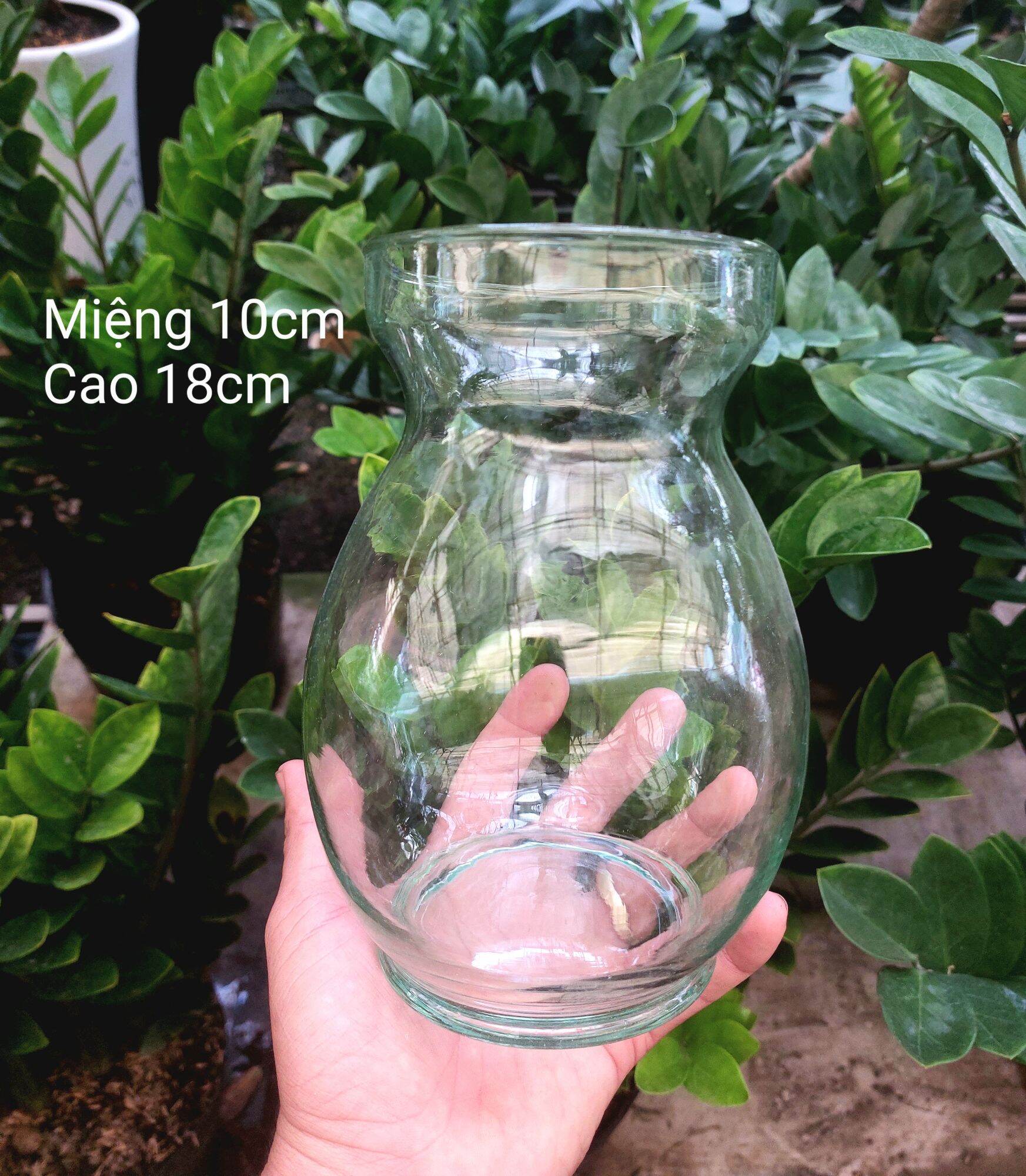 Chậu thủy tinh mini , chậu thủy tinh mini tai bèo , chậu thủy tinh tròn