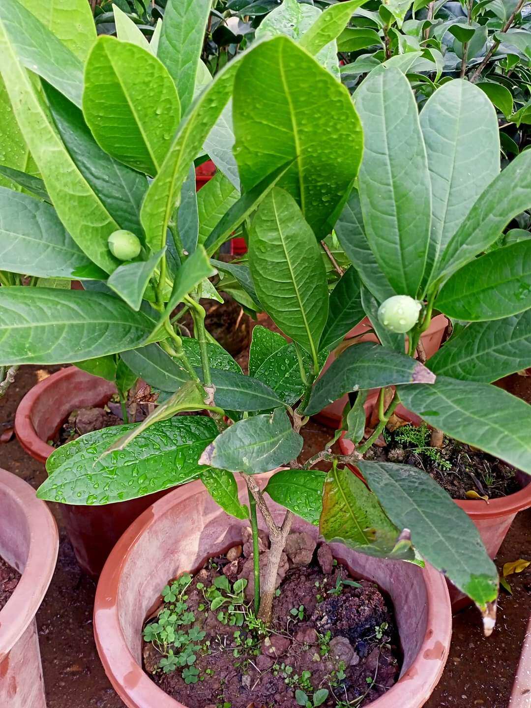 CÂY HOA DẠ HỢP HƯƠNG