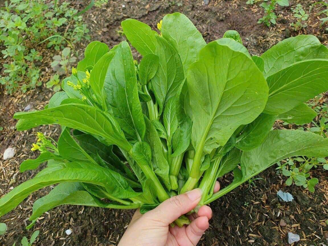 Hạt giống cải ngọt ăn bông, cải ngồng 10gram