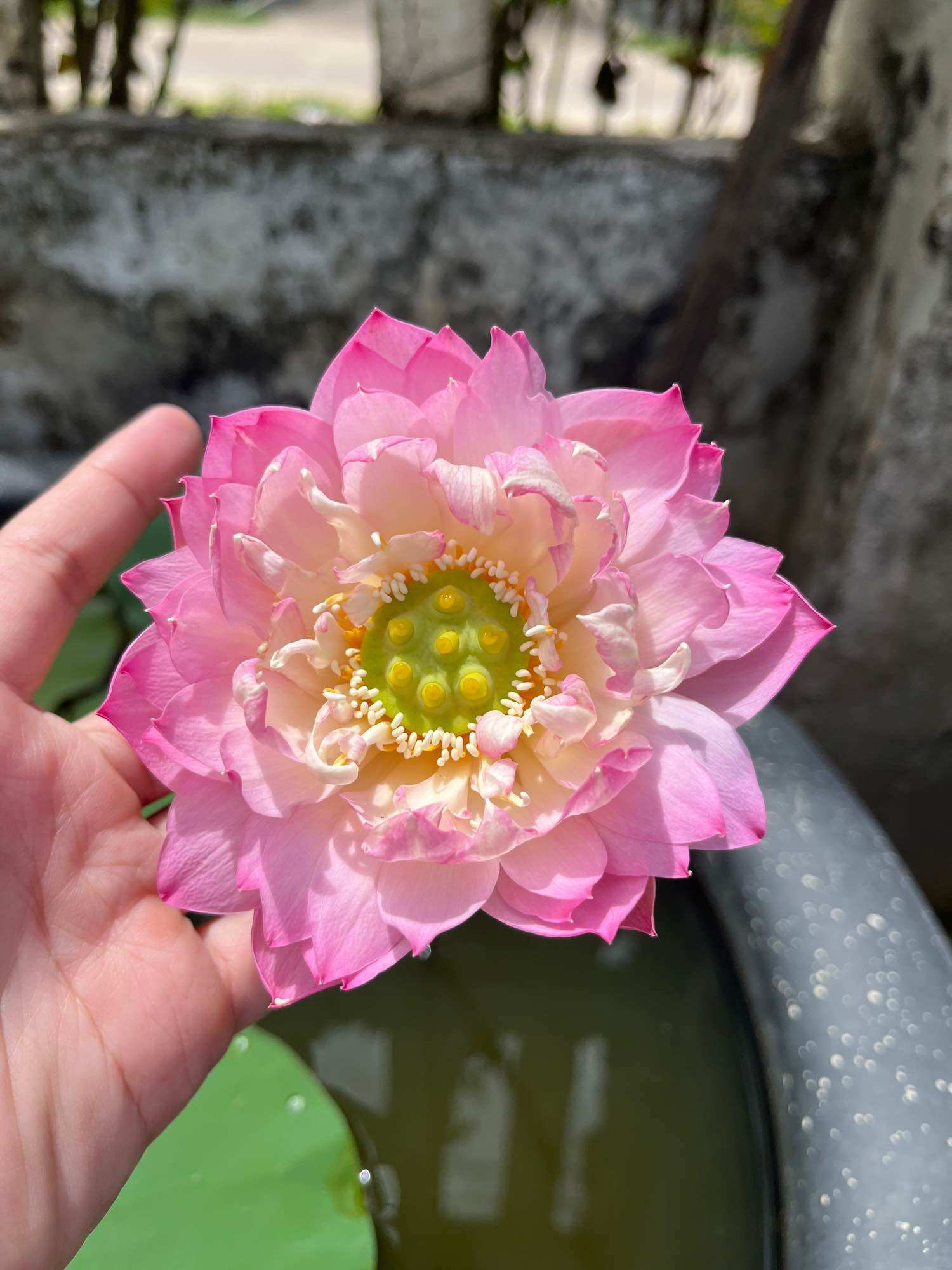 củ giống sen mini eos