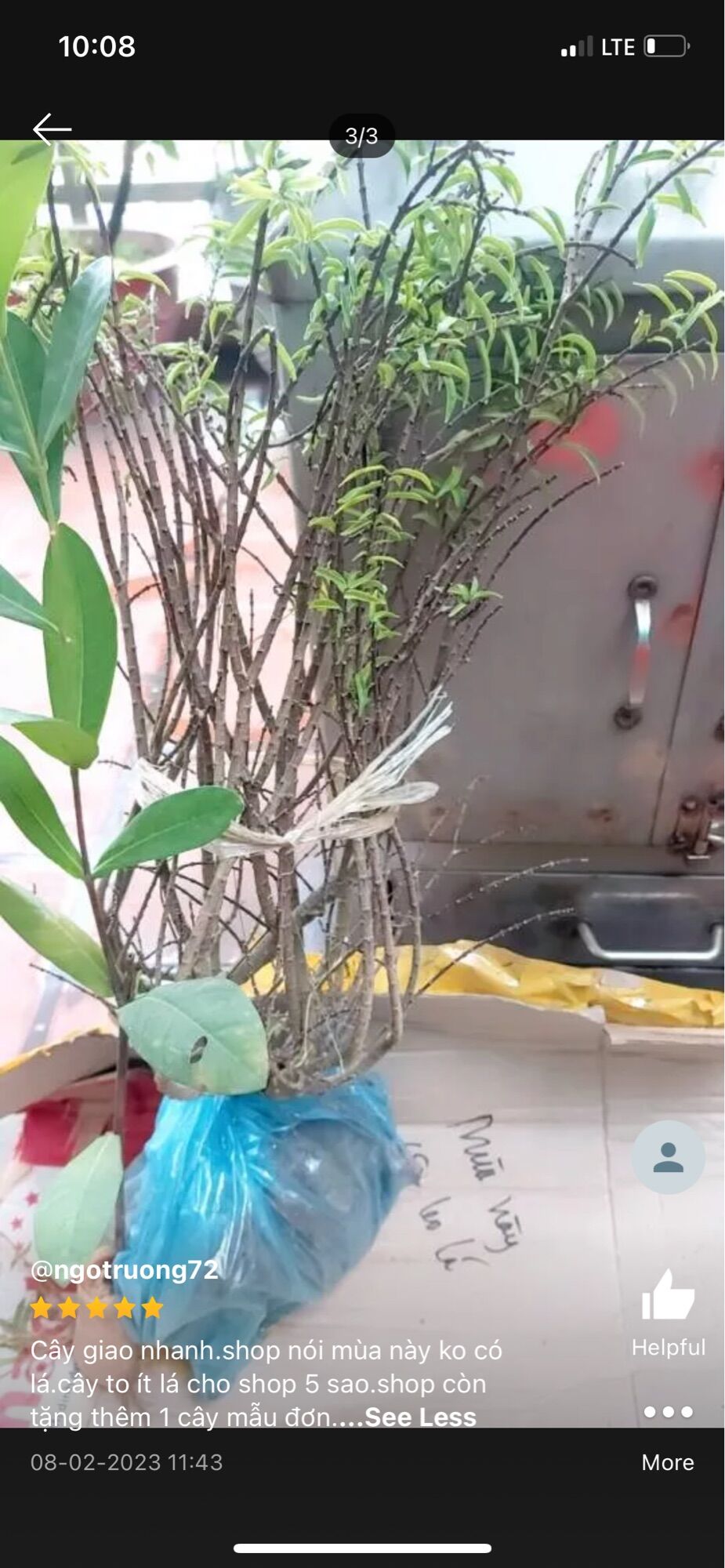 CÂY MAI CHIẾU THUỶ BONSAI MINI Ngagarden