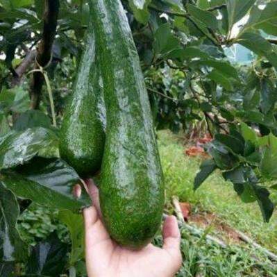 3kg bơ 034 chỉ gửi miền nam + miền trung