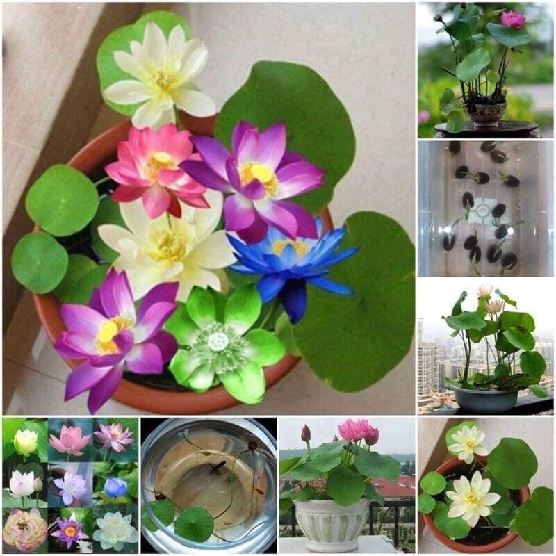Hạt giống hoa sen nhật bản mini 10 màu