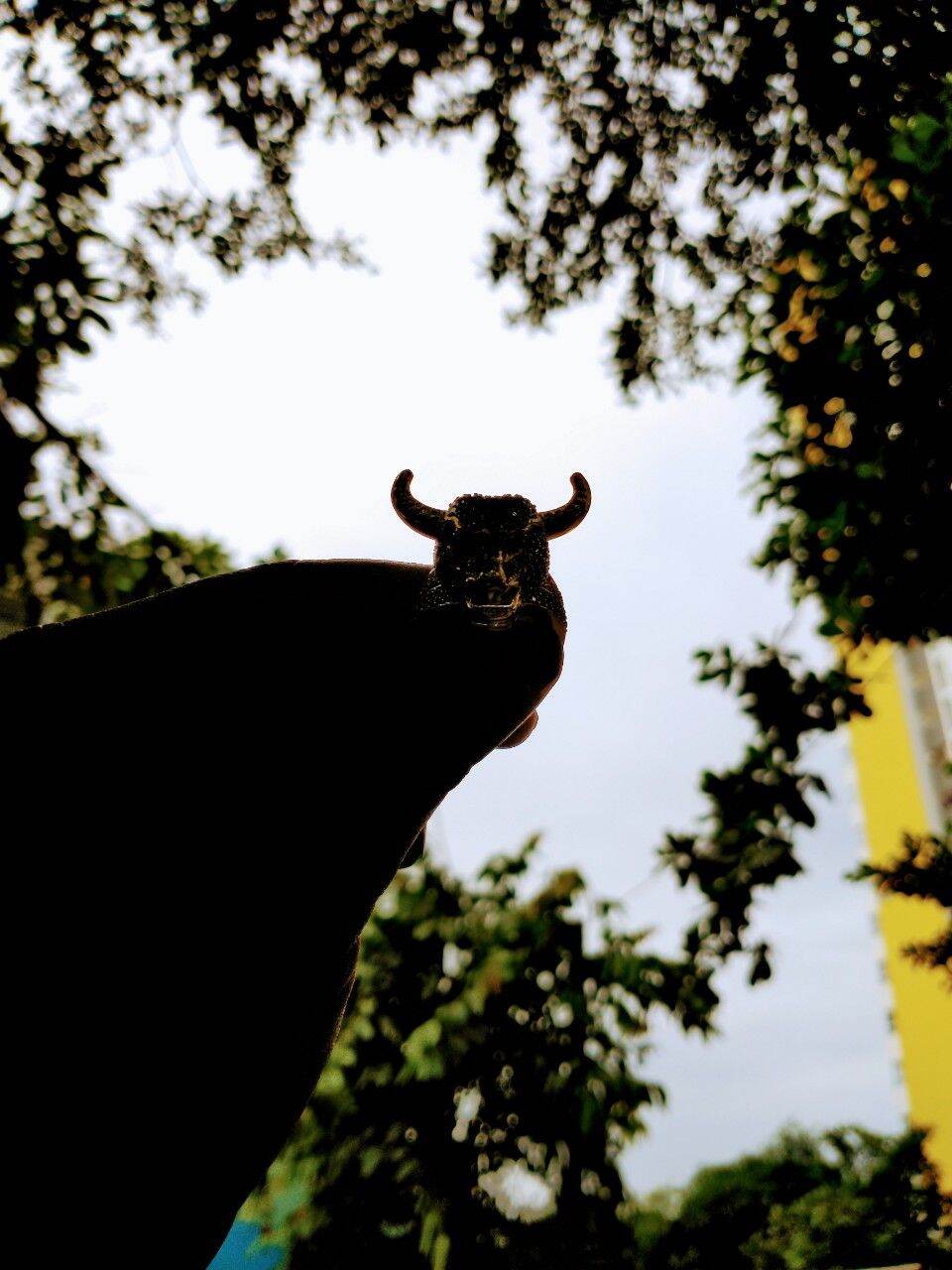 Nhẫn Nam Con Trâu - 🐃🐃 - Nhẫn tuổi sửu