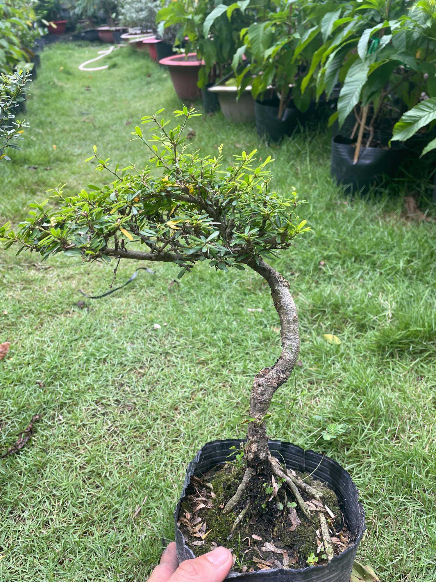 Linh sam 86 bonsai gốc quái