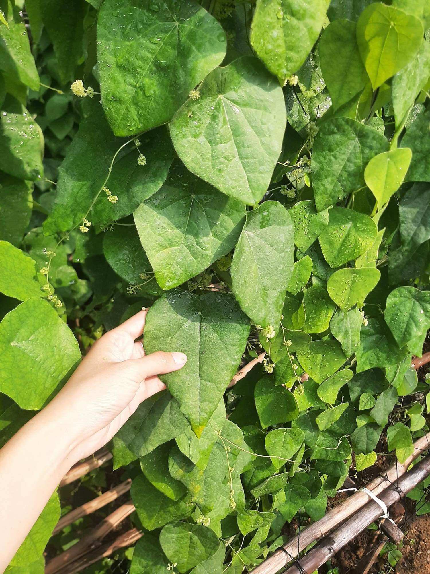 Cây giống sương sâm (sâm lông) làm thạch