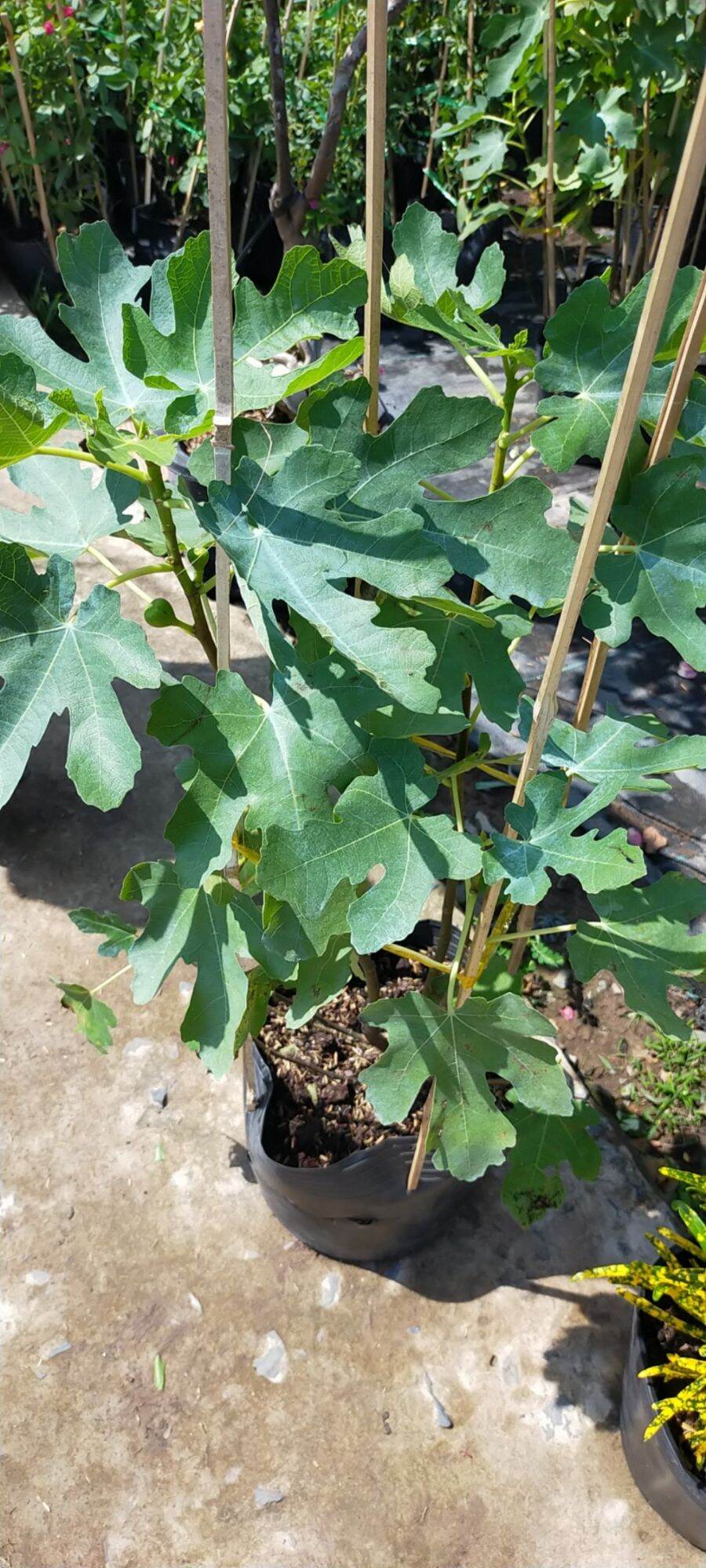 Cây giống sung mỹ đang trái, chậu lớn cây cao hơn 80cm