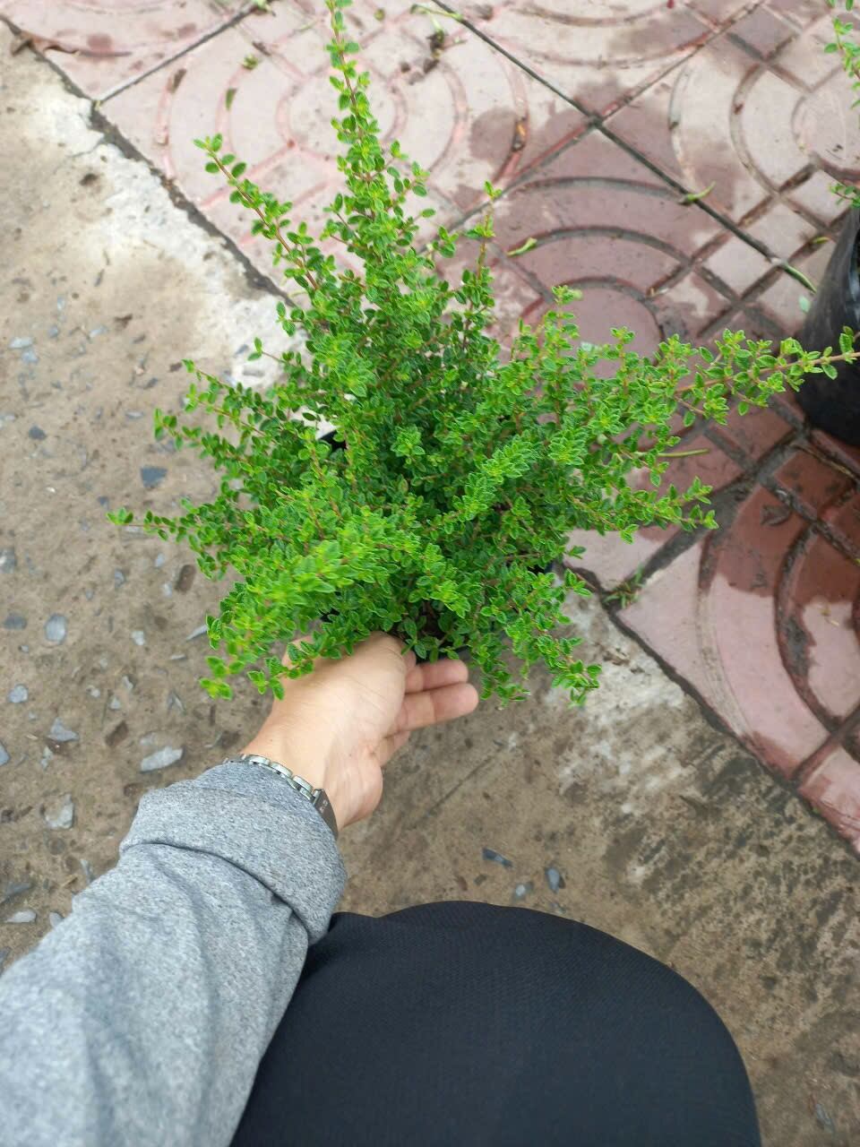 cây Hàm Hương( cây có hương thơm)