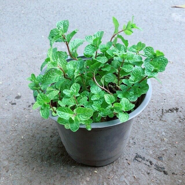 Cây húng lủi thơm