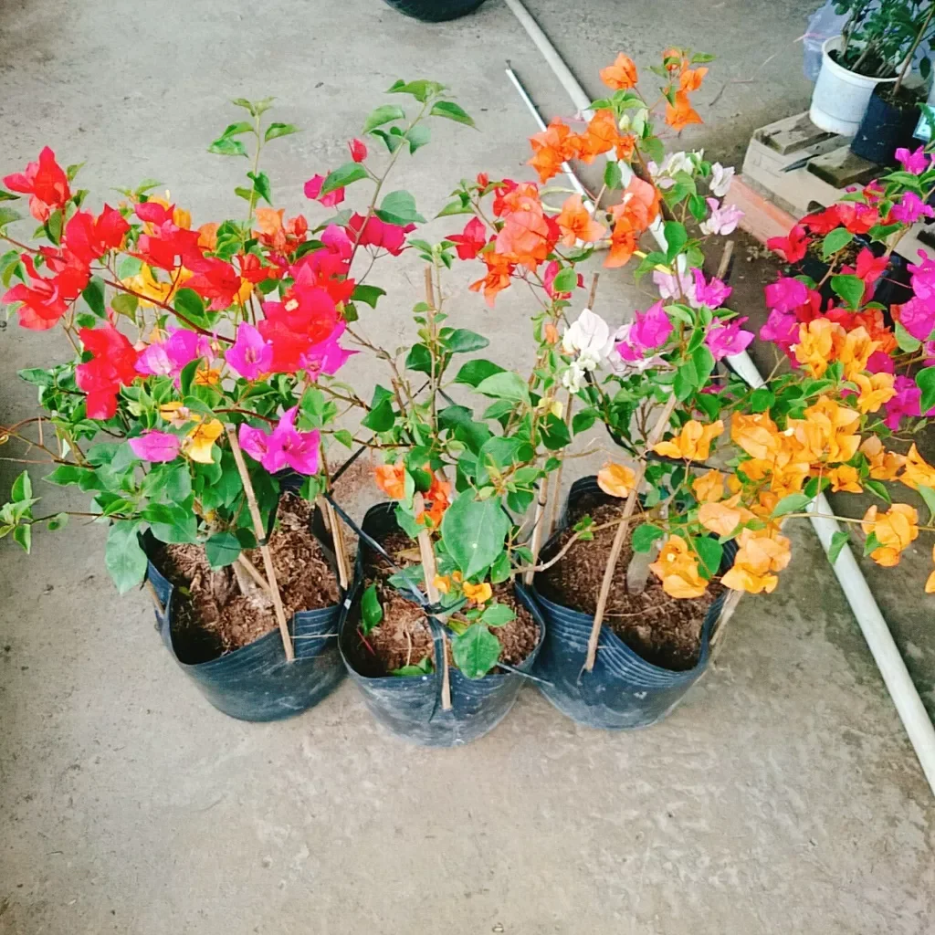 Cây hoa giấy ngũ sắc đã ghép