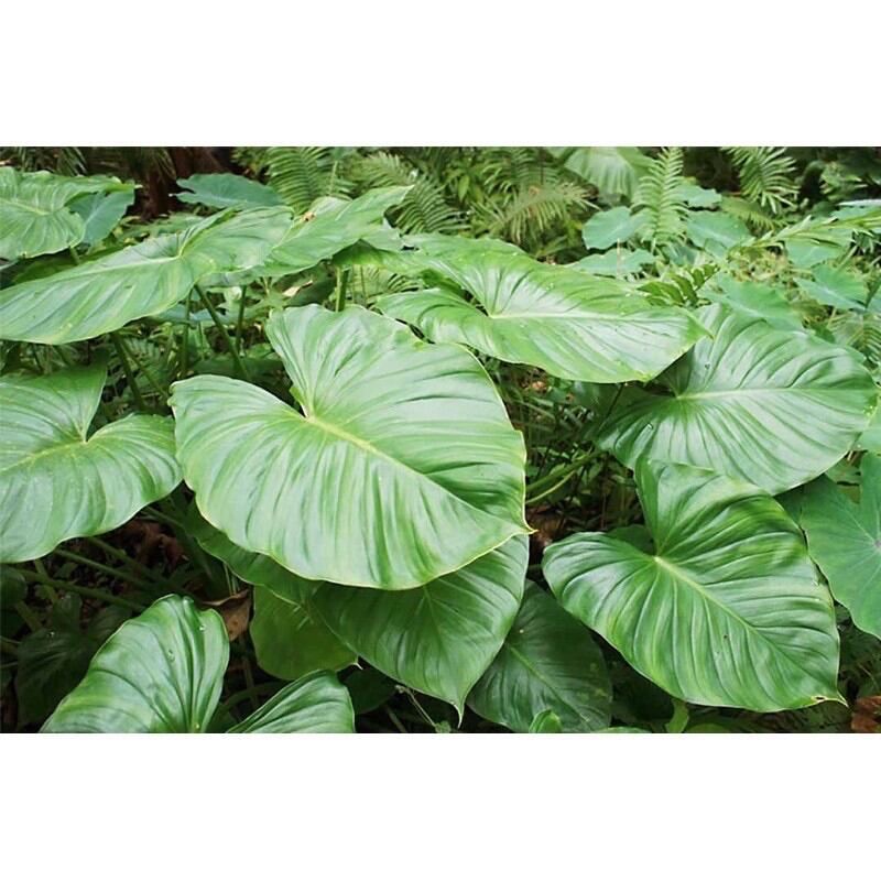 cây trầu bà leo