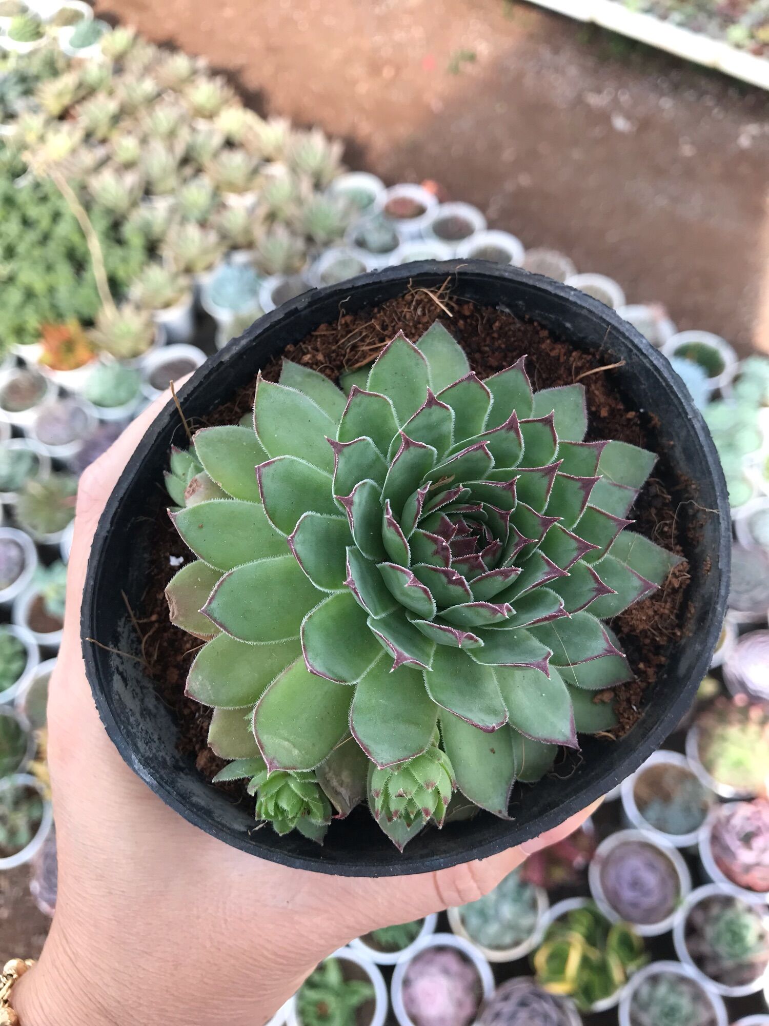 Sen đá phật bà cute size trung