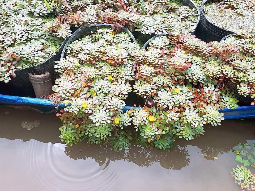 5nhánh ấu thái và 5 ốc táo