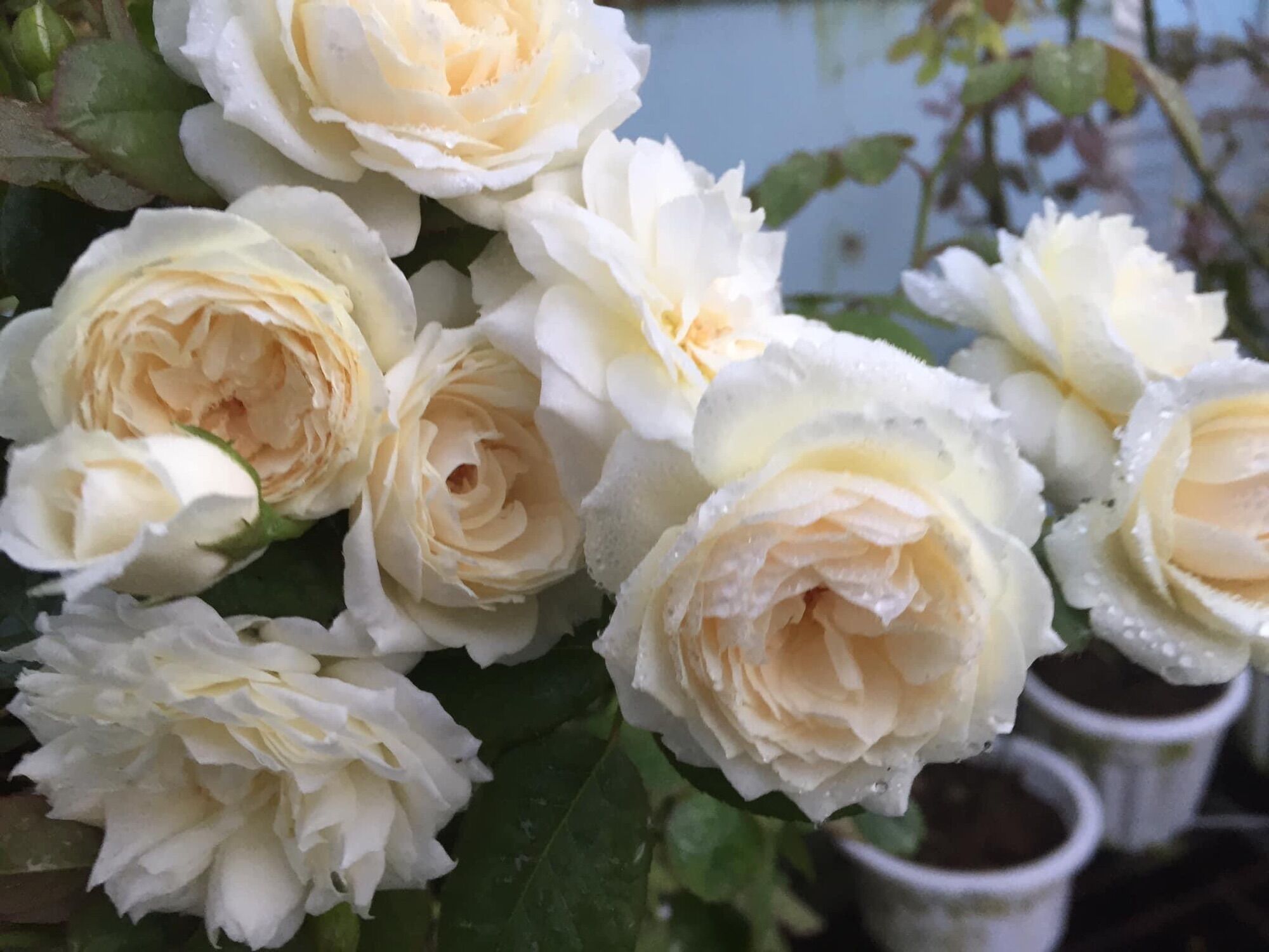 Hoa hồng ngoại Tchaikovsky rose