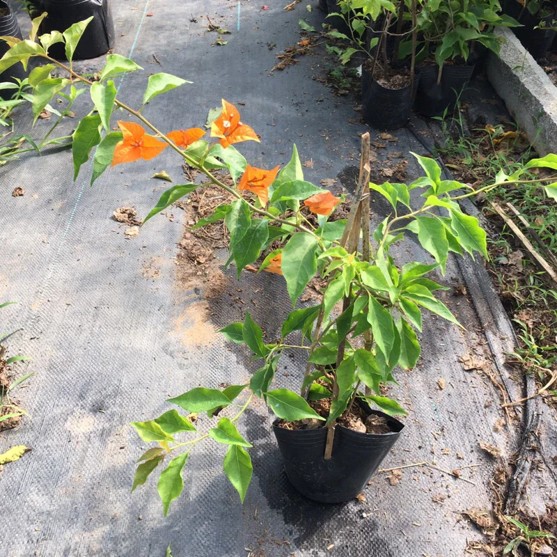 Cây hoa Giấy Cam Lửa ( cây rin), cao khoảng 30cm, đã vào chậu C6.