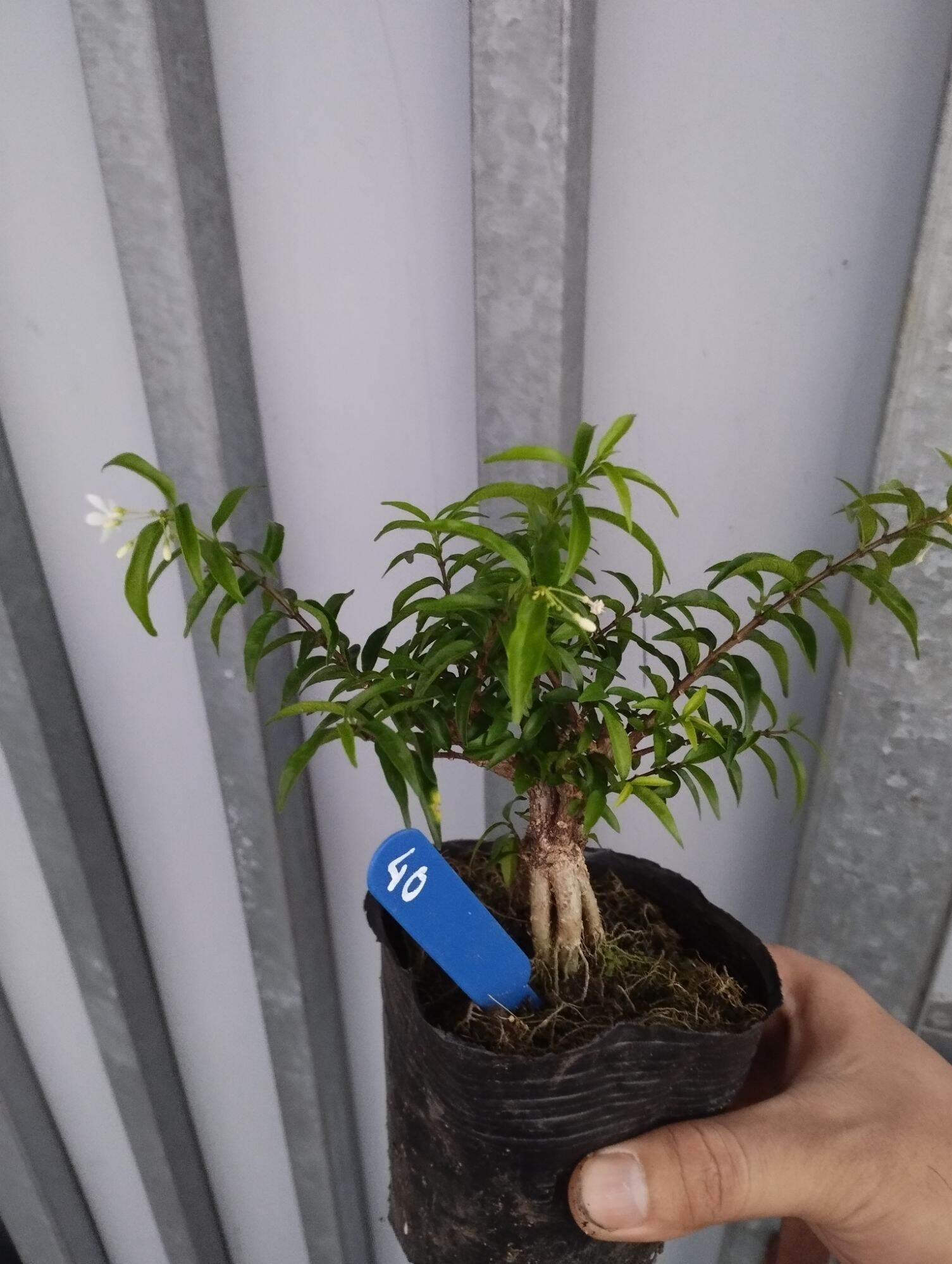 Mini Bonsai Water Matting Plant