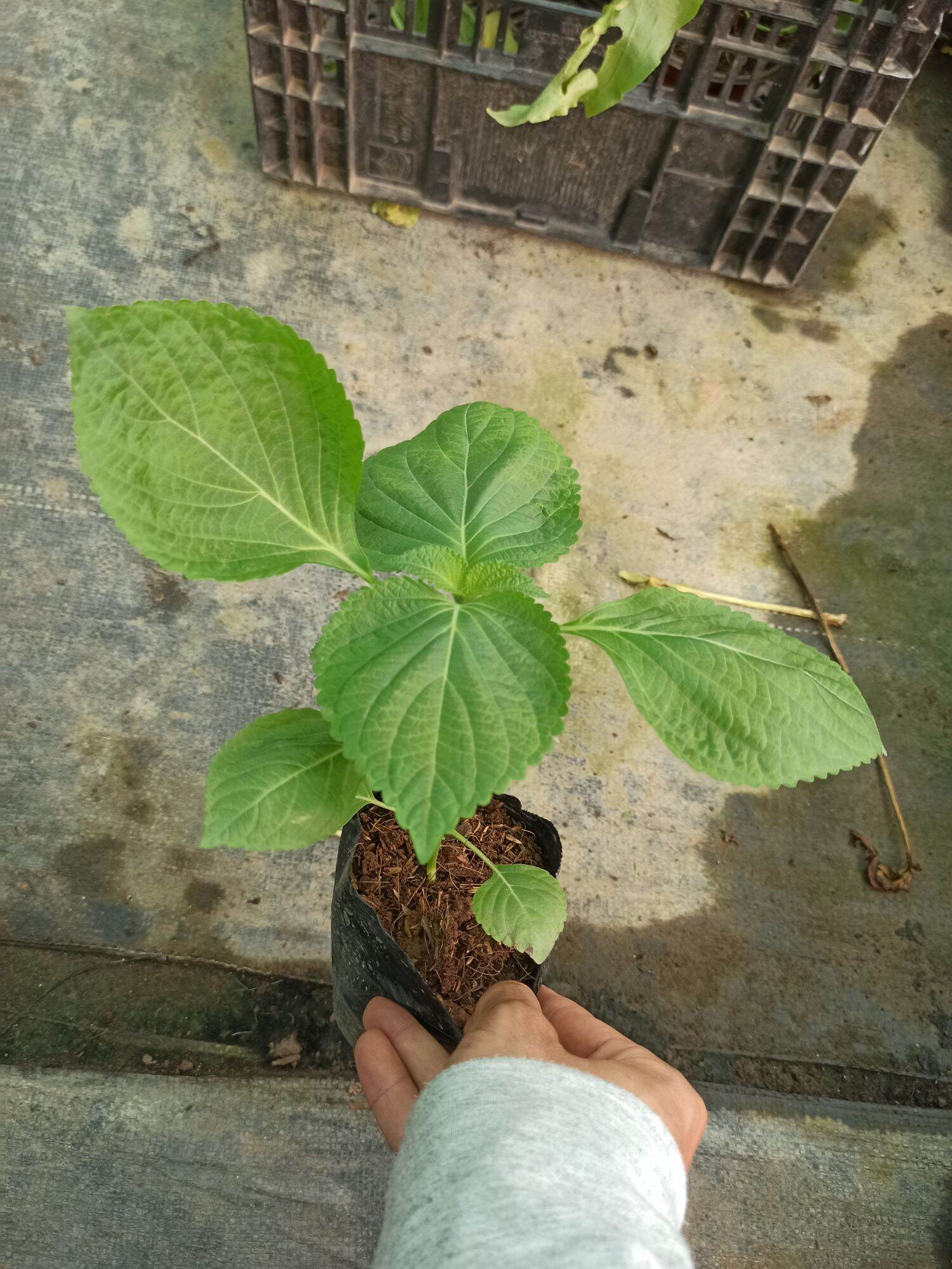 Cây lá mè hàn quốc