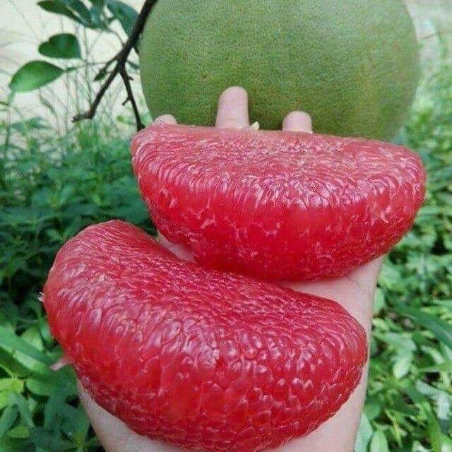 CÂY GIỐNG BƯỞI RUBY MALAISIA RUỘT ĐỎ ( cây khỏe ĐẸP dễ trồng, sinh trưởng tốt).