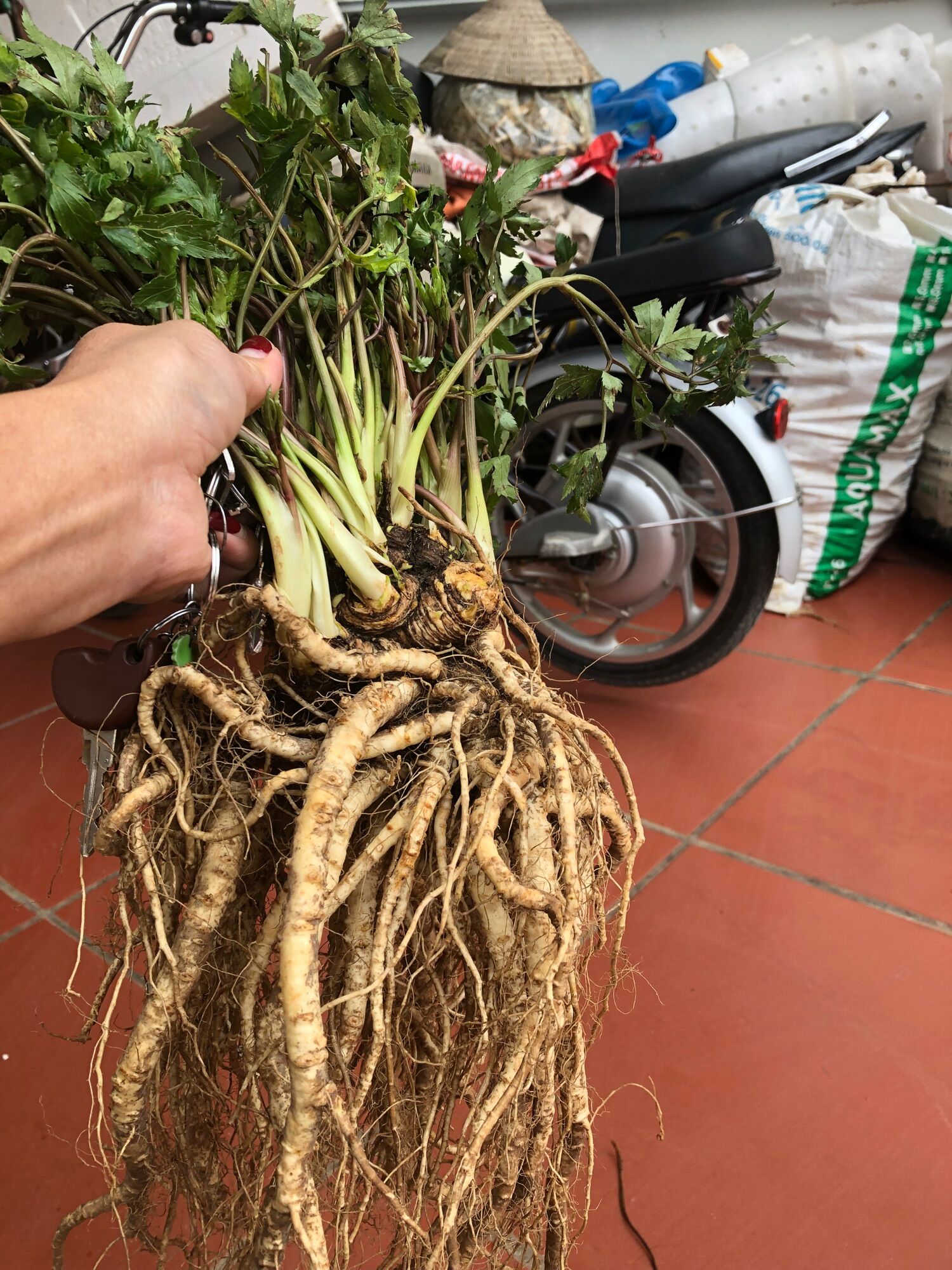 Sâm đương quy 1kg/củ (200k)