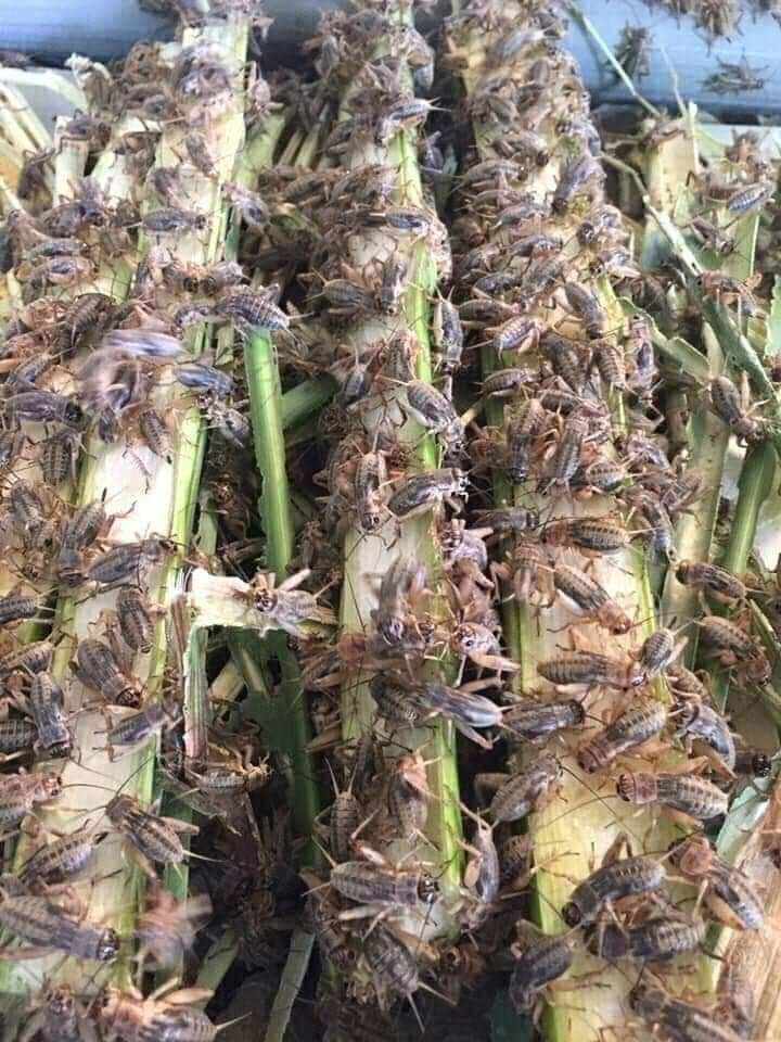 Trứng dế mèn thái vàng 48h