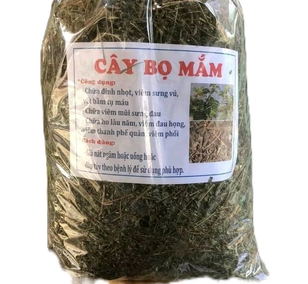 CÂY DÒI #THÂN TÍM ( Bọ Mắm) Ho ,phô.ỉ