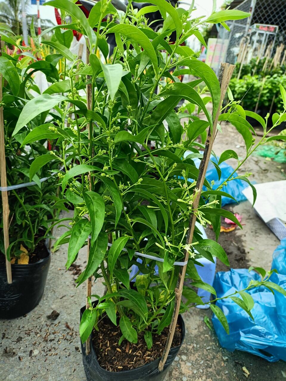 cây dạ lý hương hoa thơm
