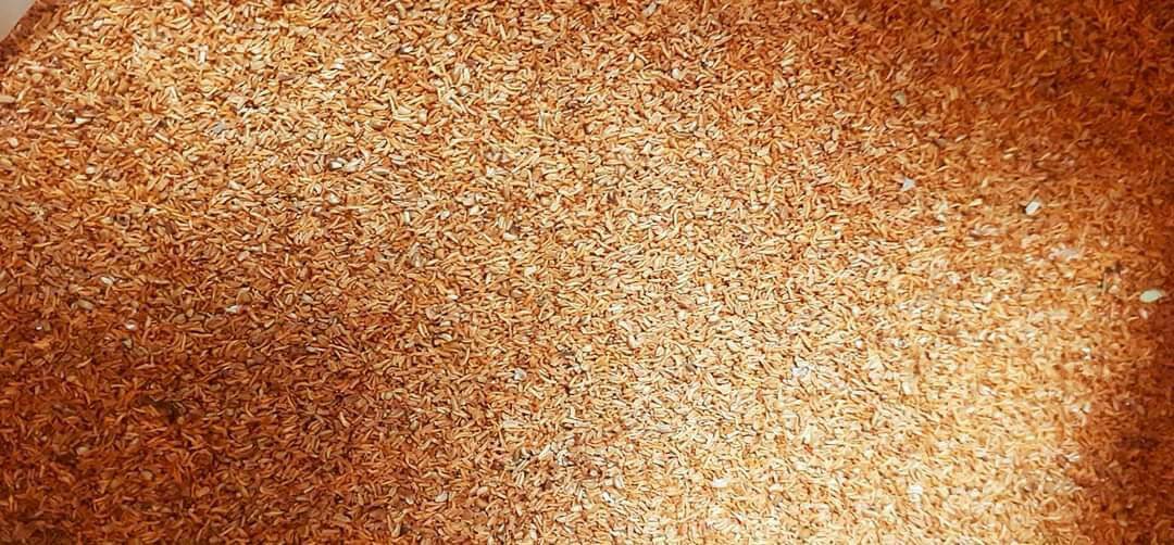 250 gram hạt giống cây bạch đàn trắng