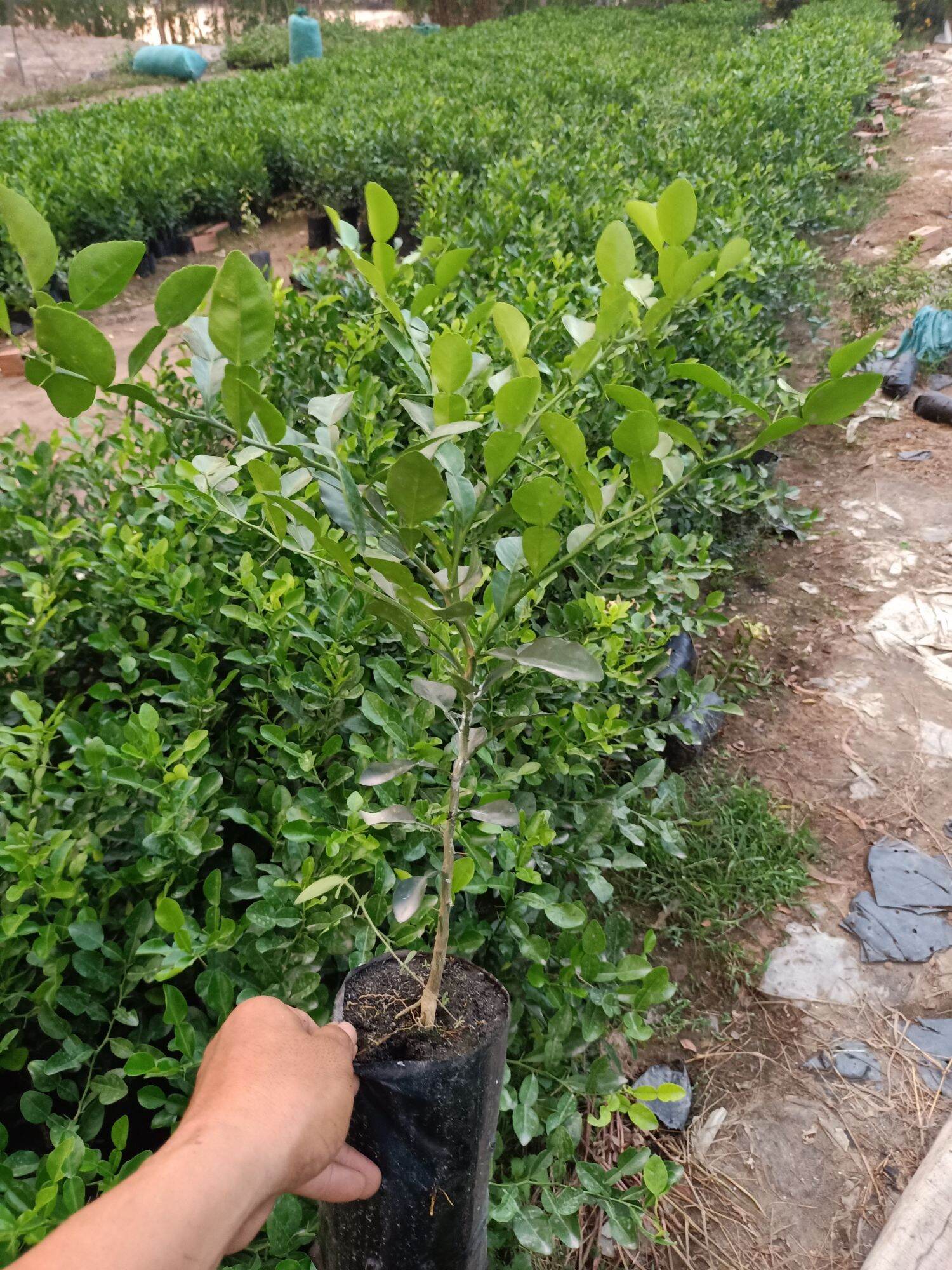 Cây chúc lỡ có nhánh