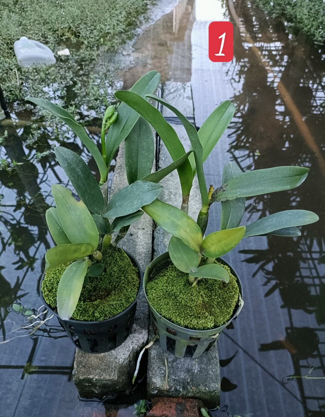 Cattleya mini Landwood đang nụ hoa thơm