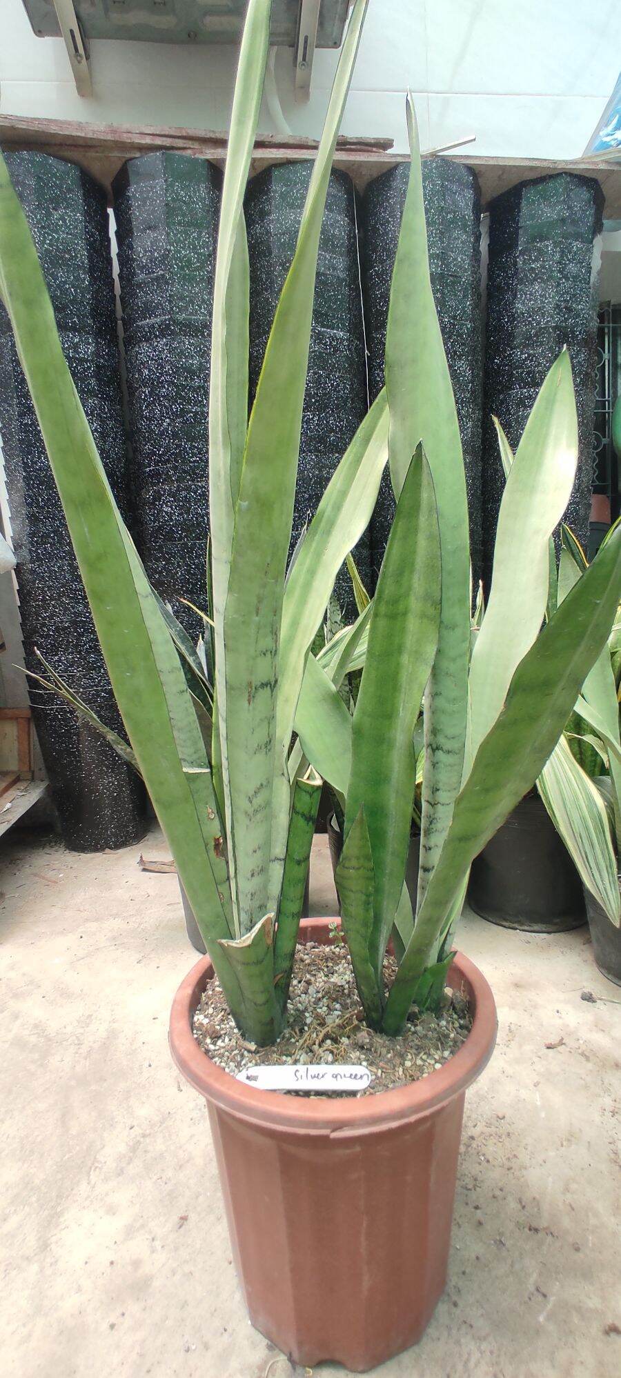 Cây lưỡi hổ bạc trắng, lá bản hẹp, dài- Sansevieria Trifasciata Silver Queen
