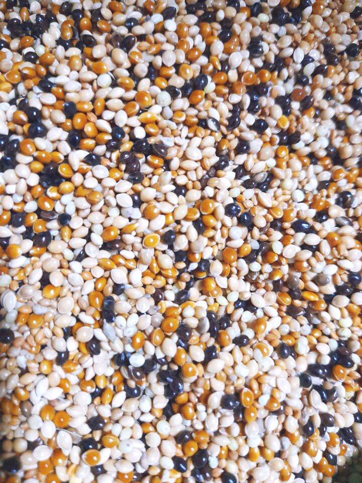 Cỏ thái 5 loại hạt cho cu gáy 1kg