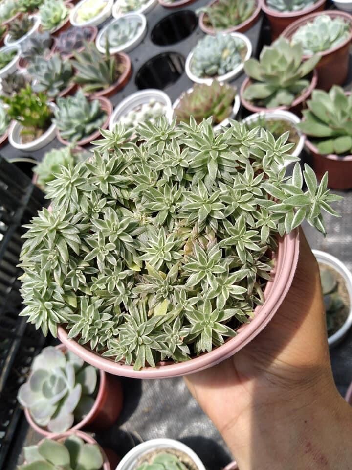 Sen đá cỏ tuyết giống mới (size trung 10*10cm)